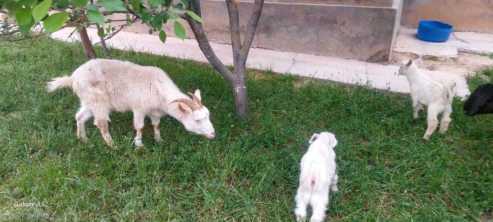 Козы с козлятами