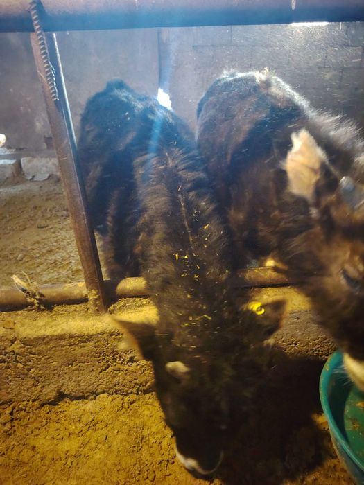 Продам телёнок 3 срочно