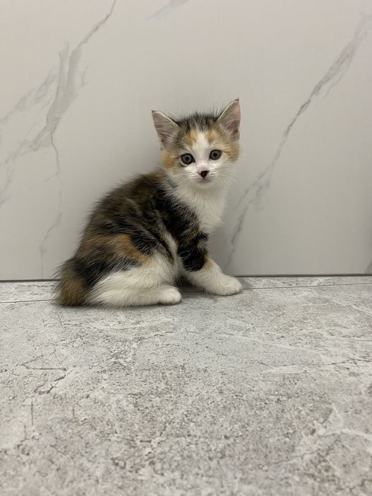 Отдам котят возраст 2 месяца