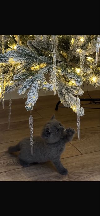 Котенок-девочка британка