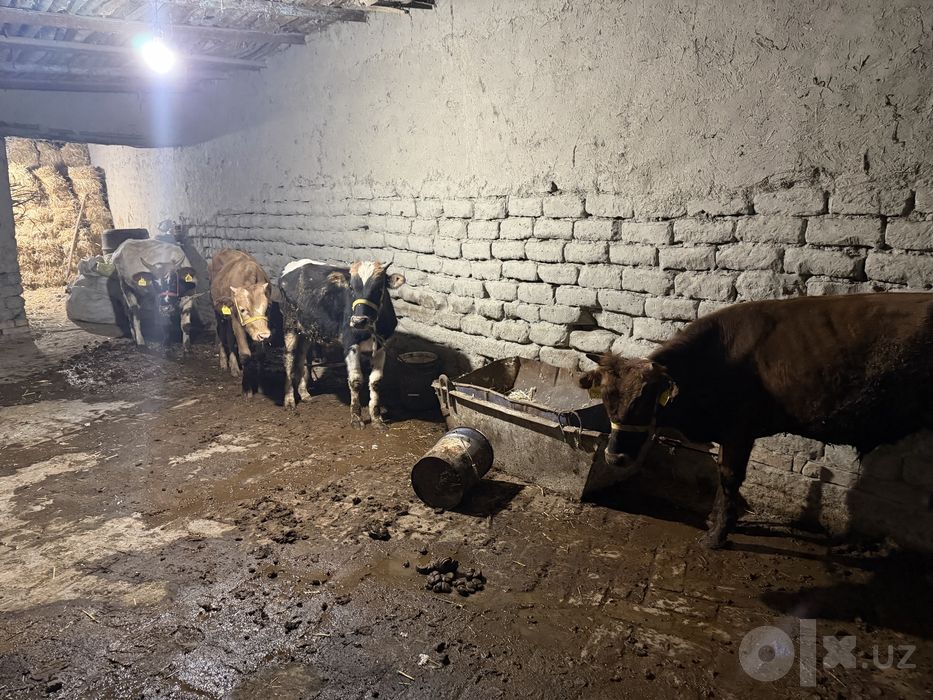 Хугизлар сотилади 3 дона