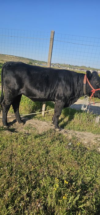 Vand vitică rasă angus