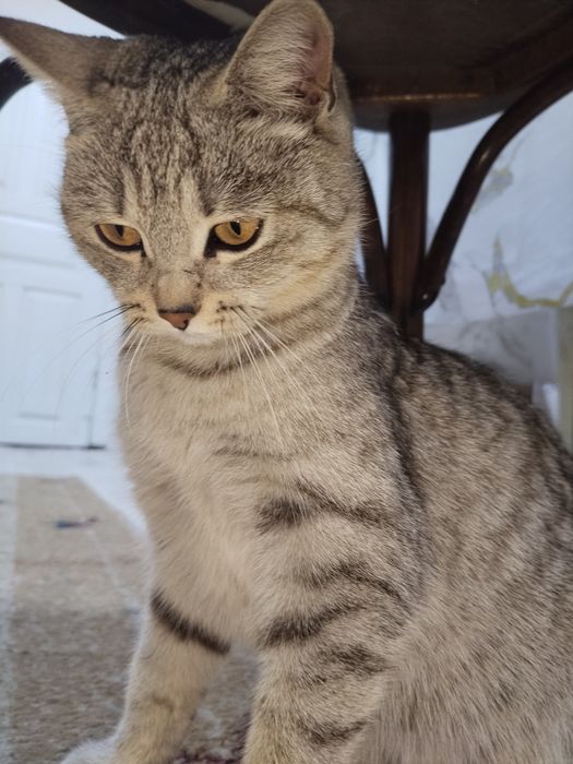 Котята скоро родятся, ищу добрые руки, Есик