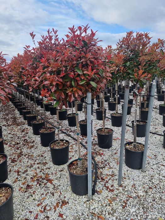 Photinia red robin- Eunomius pe tija