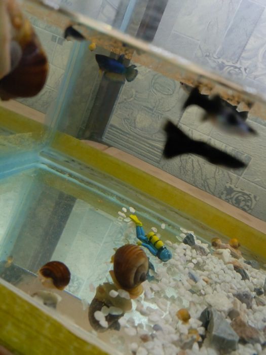 Балик сотилади петушок гупи шокилон