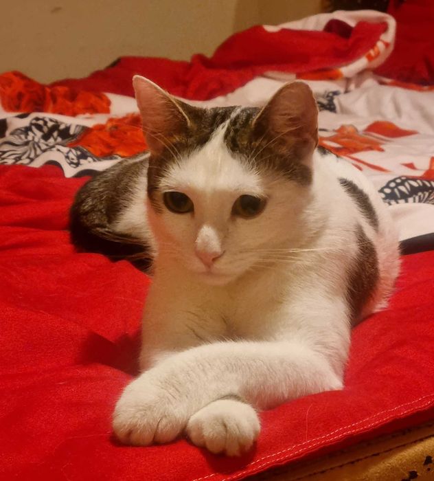 Ollie caută căsuță