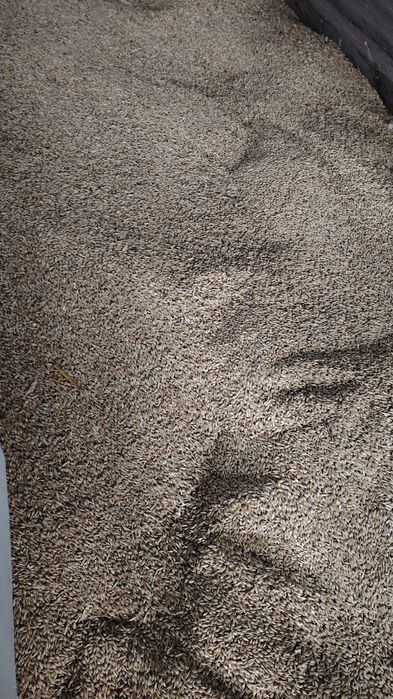 Ячмень сатылады қапталған