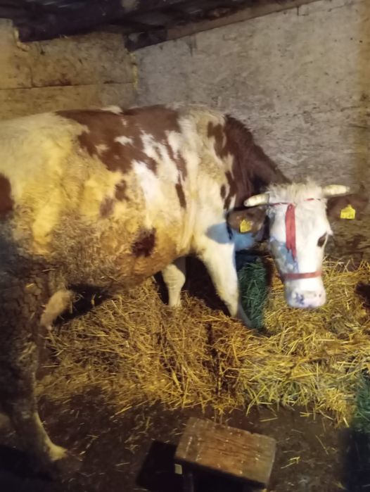 Vind vaca la alegere din 2