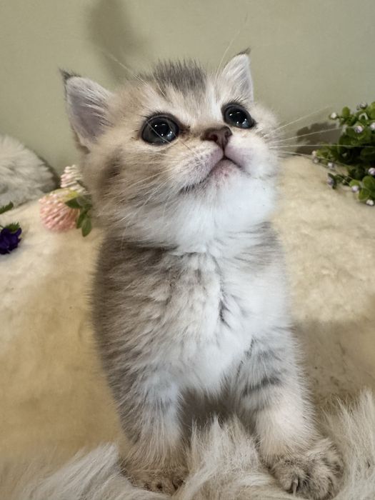 Продается голубое золото, британский мальчик