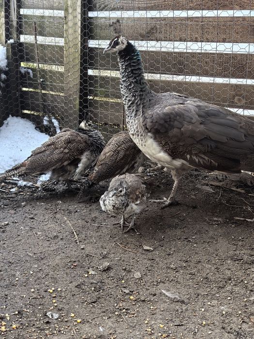 Пауни индийски-семейство