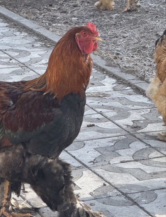 Продам петухов моллодые