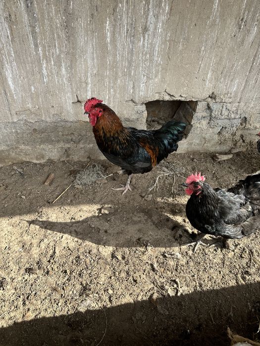 Қораздар сатылады