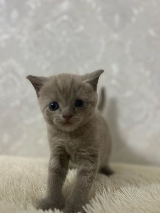 Котят Британские