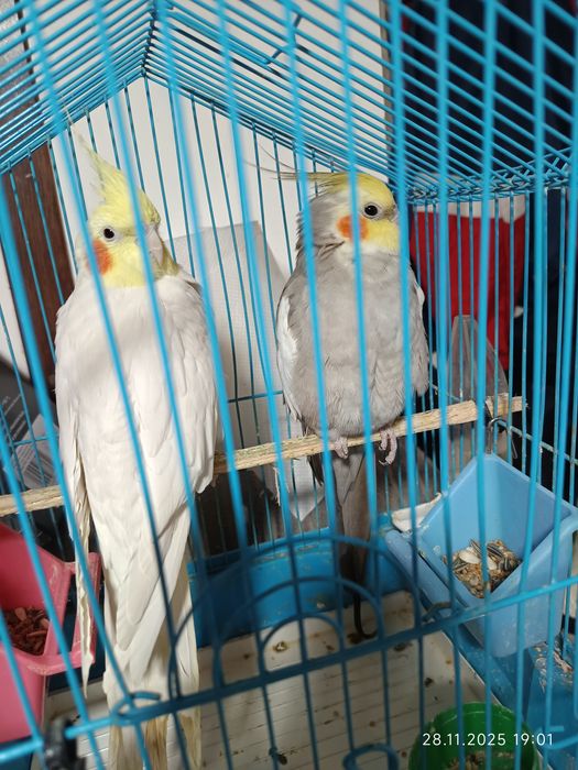 De vânzare NIMFE pereche