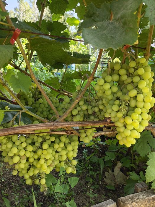 Продам дачу. СО.Горизонт