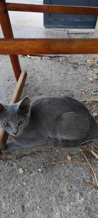 Котёнок мальчик 3 месяца
