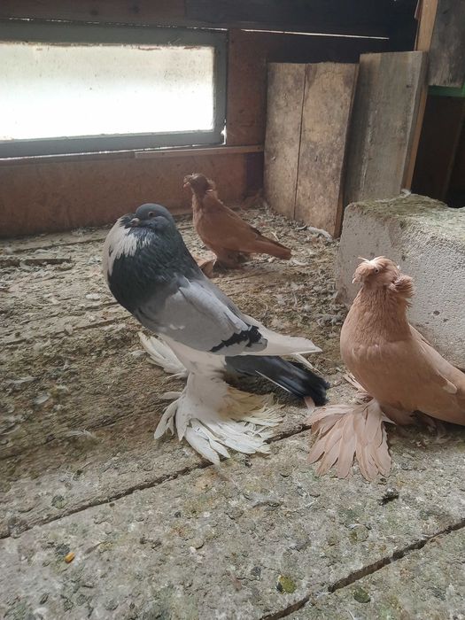 Vind porumbei gușați și toboșari germani