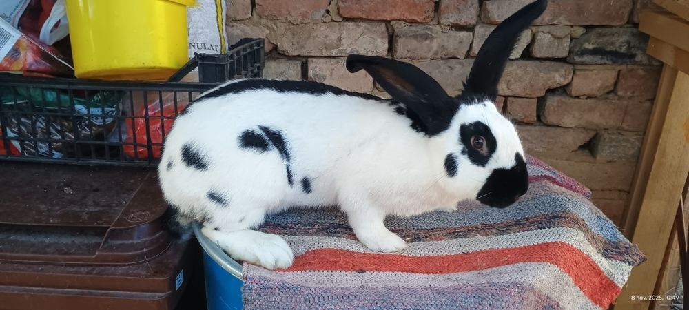 Mascul de fluture german