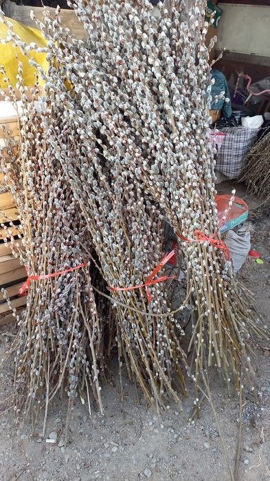 Верба свежая штучно