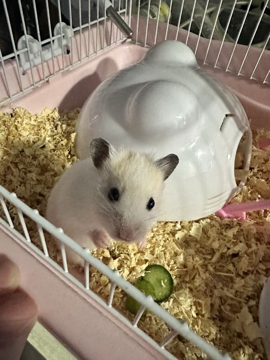 Продается хомяк с клеткой
