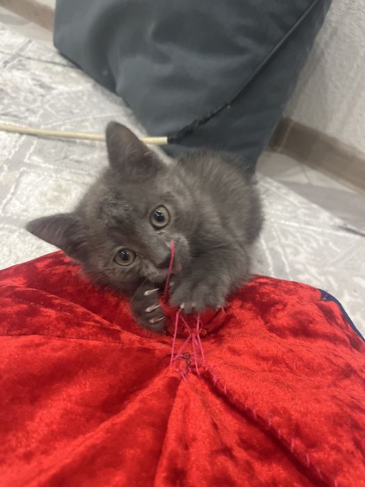 Шотландский кот