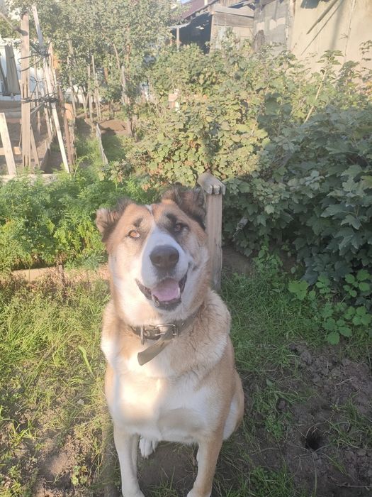 Потерялась собака