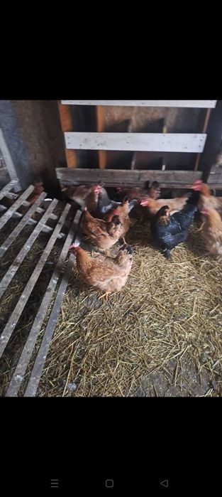 De vânzare gai   de casă și din rasa New hampshire