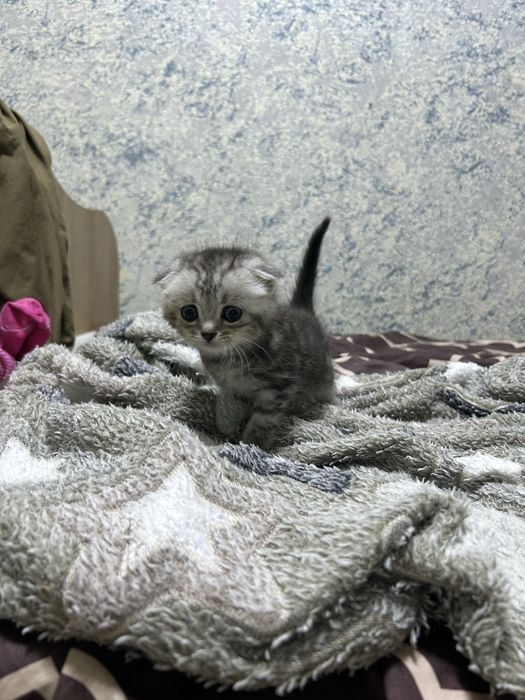 Продам котенька мальчик а