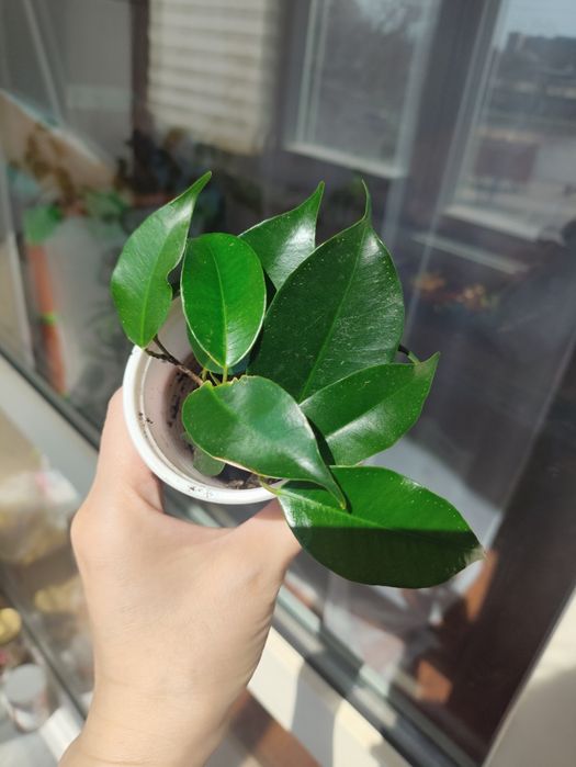 Фикус Бенджамина Даниэль