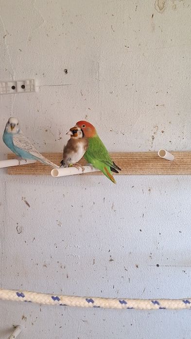 Papagali Nimfa si Perusi