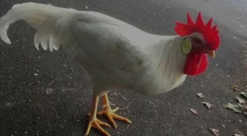 Продаються петухи Легорн.