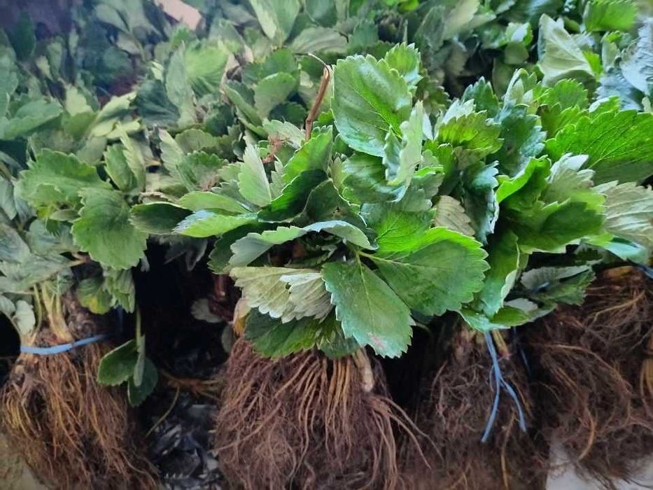 Продавам ягодов расад сортове СОФИЯ и БИЛЯНА