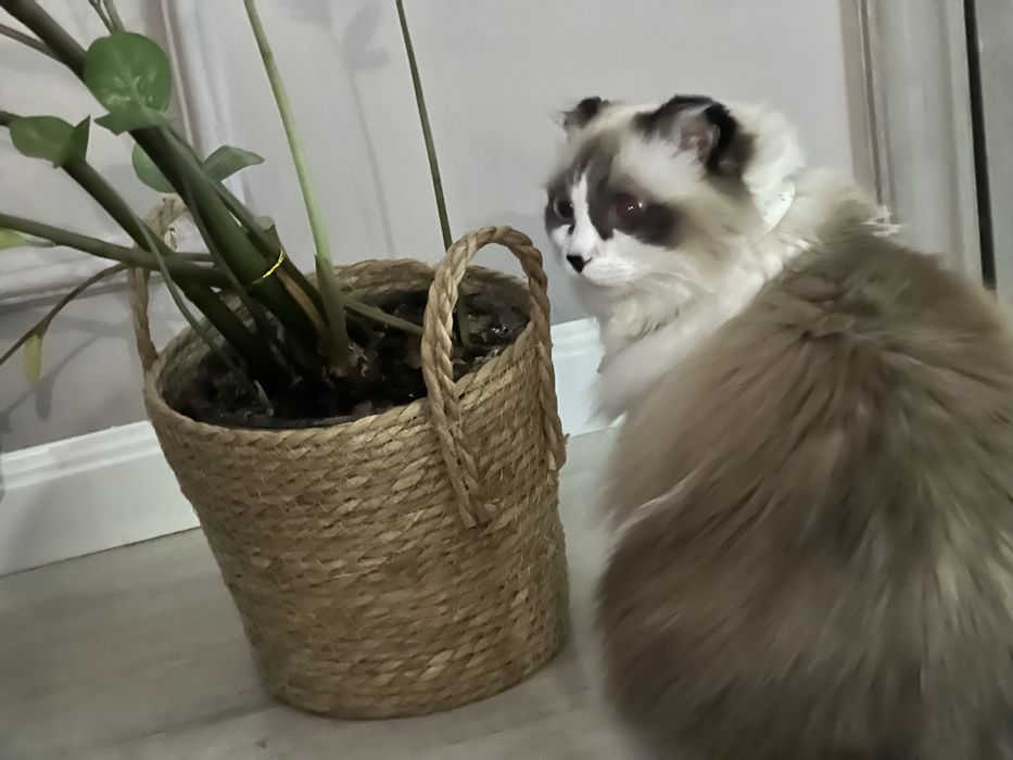 Объявление только для передержки кошек