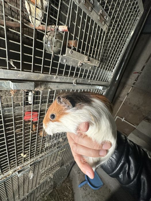 продаеца марская свинка