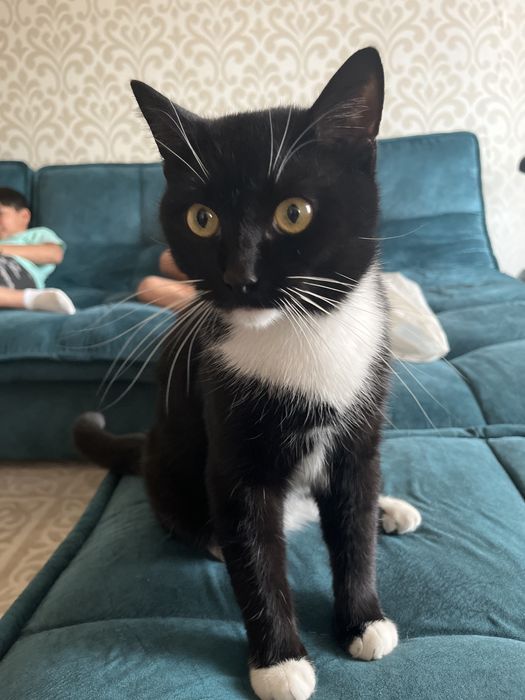 Отдам кота в хорошие руки