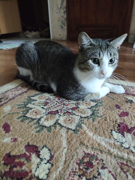 Отдам кота в хороший руки