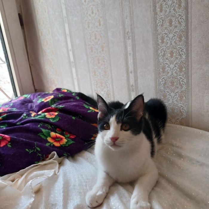 Котята бесплатно даром