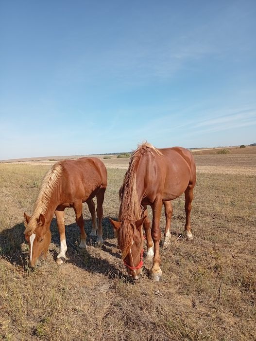Iapă de vânzare și o mânză de 8 lunii noiembrie