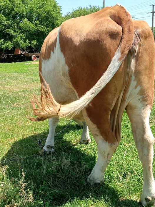 Vaca gestanta de vanzare