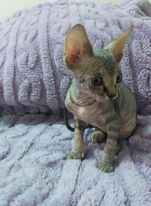 Канадский Сфинкс Продам!