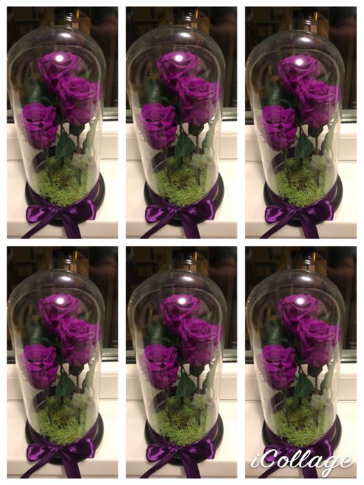 Cupola cu 3 trandafiri criogenati