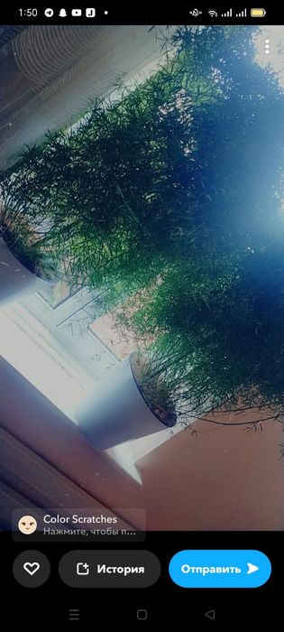 Гүлдер сатылады 2 дана штук