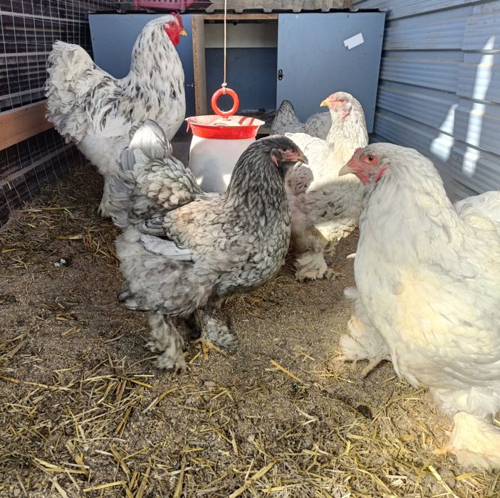 Disponibil pui brahma