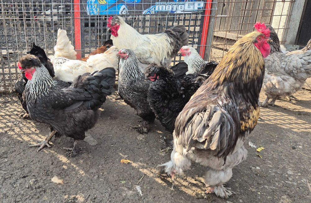 Ouă pentru incubat din rasa Australorp și moțate încălțate