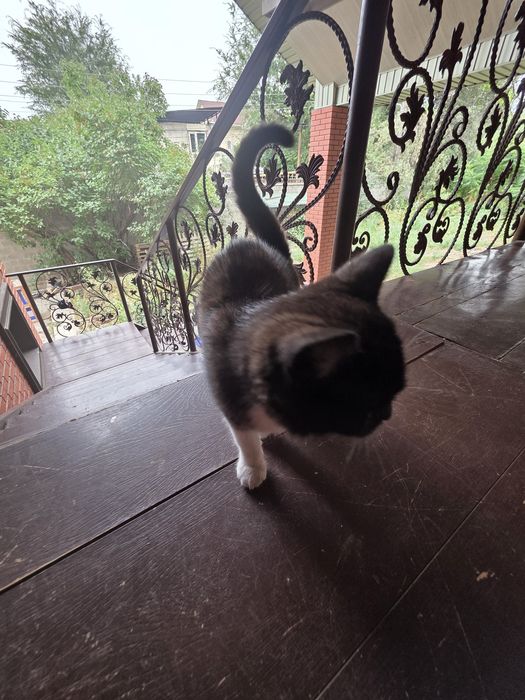 Отдам котенка в добрый руки