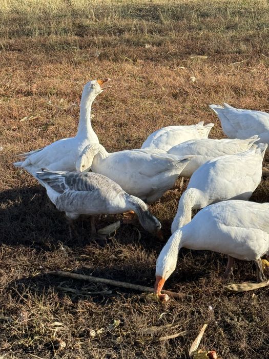 gâște crescute natural în gospodărie