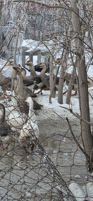 Гуси обмен на зерно