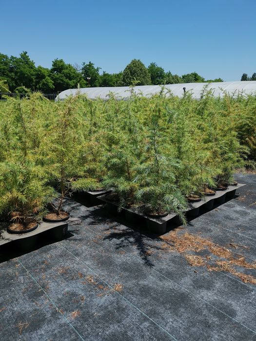 Хималайски кедър цена 20лева