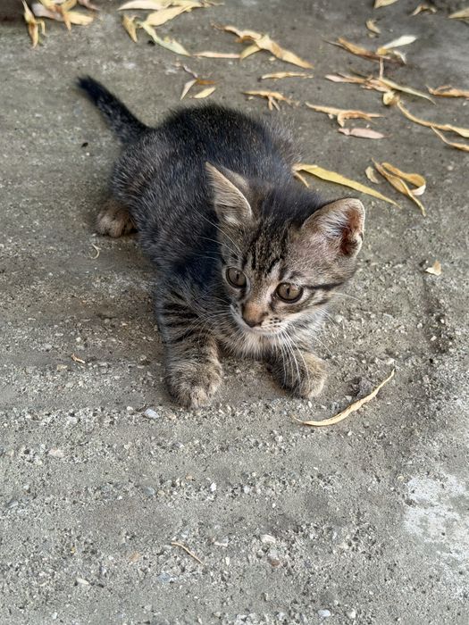 Donez pisoi ,pui pisica