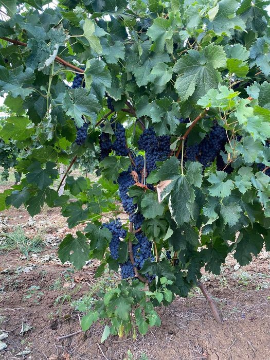 Продавам грозде Мерло,Памид и Брестовица